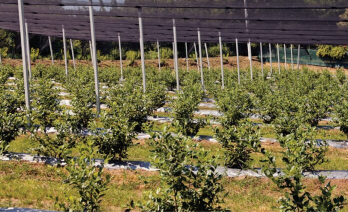 Limpopo Agriculture Sector Overview 2019-20