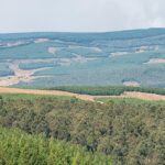 Mpumalanga Forestry and paper sector insight 2020