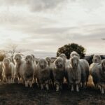 Angora goats – Eastern Cape – SAMIL mohair