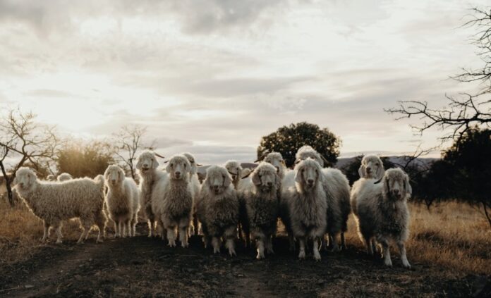 Angora goats - Eastern Cape - SAMIL mohair
