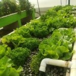 Aquaponics – Laerskool Kempton Park scoops top project award