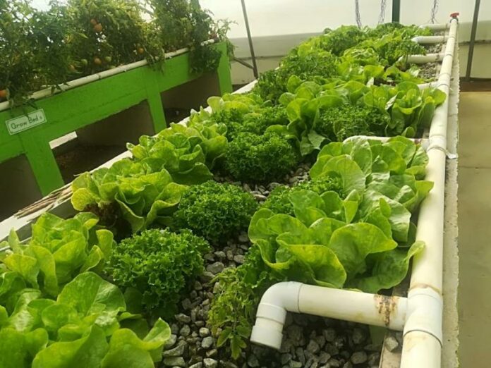 Aquaponics - Laerskool Kempton Park scoops top project award