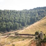 Forestry South Africa – Biodiversity and Conservation