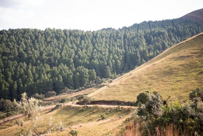 Forestry South Africa - Biodiversity and Conservation