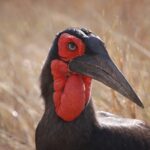 Forestry South Africa – Biodiversity 3