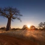 Limpopo Province – Baobab tree – South Africa