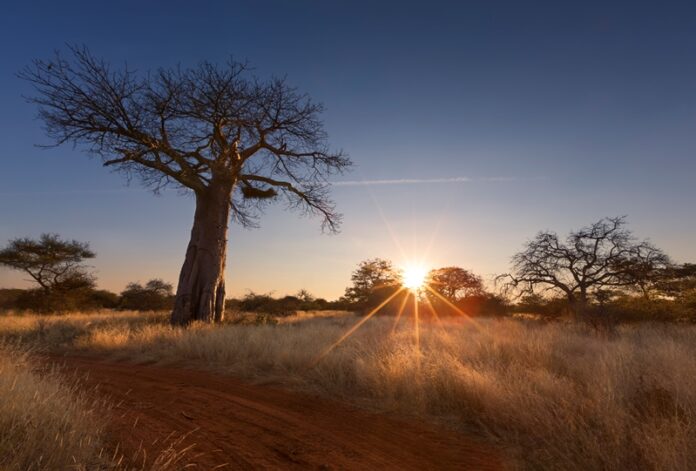 Limpopo Province - Baobab tree - South Africa