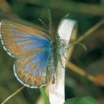 Orachrysops ariadne female upperside Wahroonga ex Field Guide