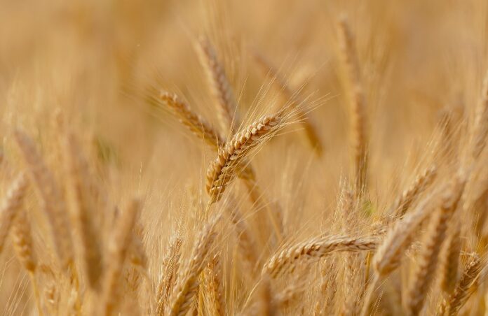 Agriculture - Farming - Wheat
