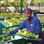 Avocado packaging – Limpopo – Westfalia
