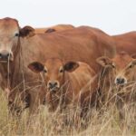 Agriculture sector – Free State