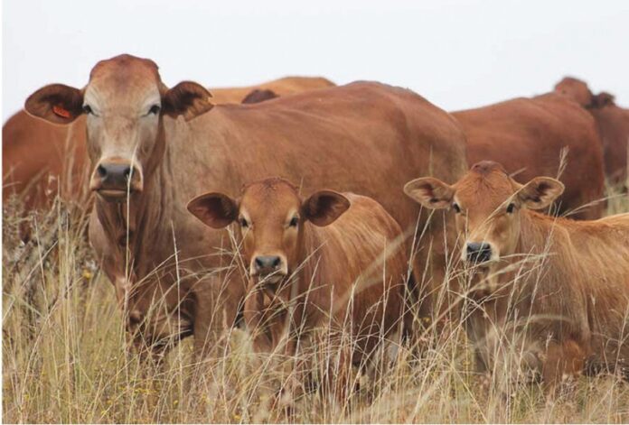 Agriculture sector - Free State