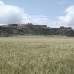 Free State wheat field – Agricultural Research Council