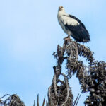 iSimangaliso MPA – 190626