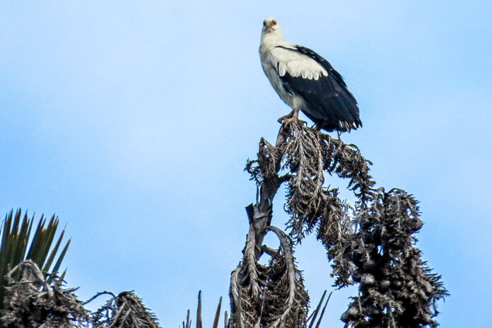 iSimangaliso MPA - 190626