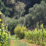 Vinpro-SU-vineyard training and research 2