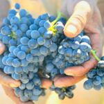 SA Wine Harvest 2021
