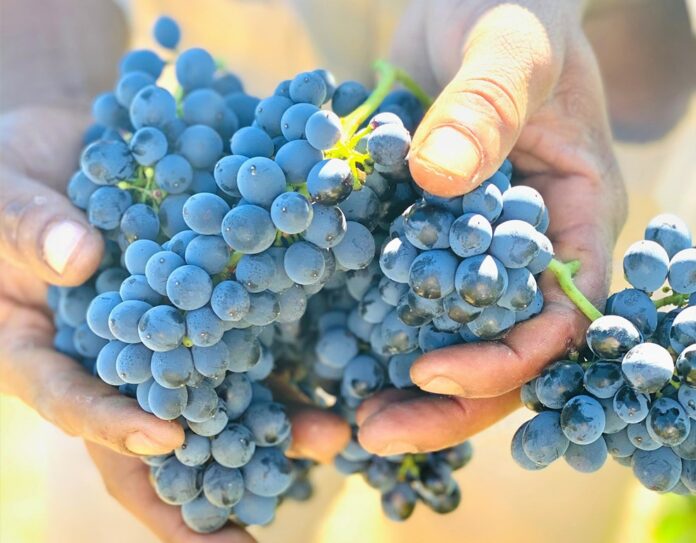SA Wine Harvest 2021