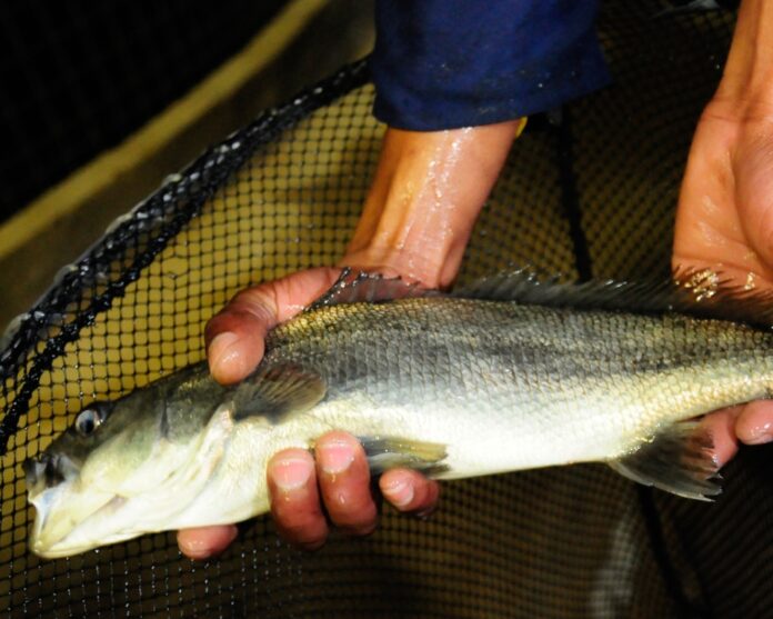 ELIDZ Aquaculture 2