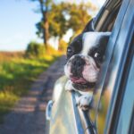 dog-1850465_1280