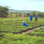 Glencore Biological Diversity Plan for DRC Mines