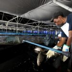 ELIDZ – Aquaculture 2 – 2024