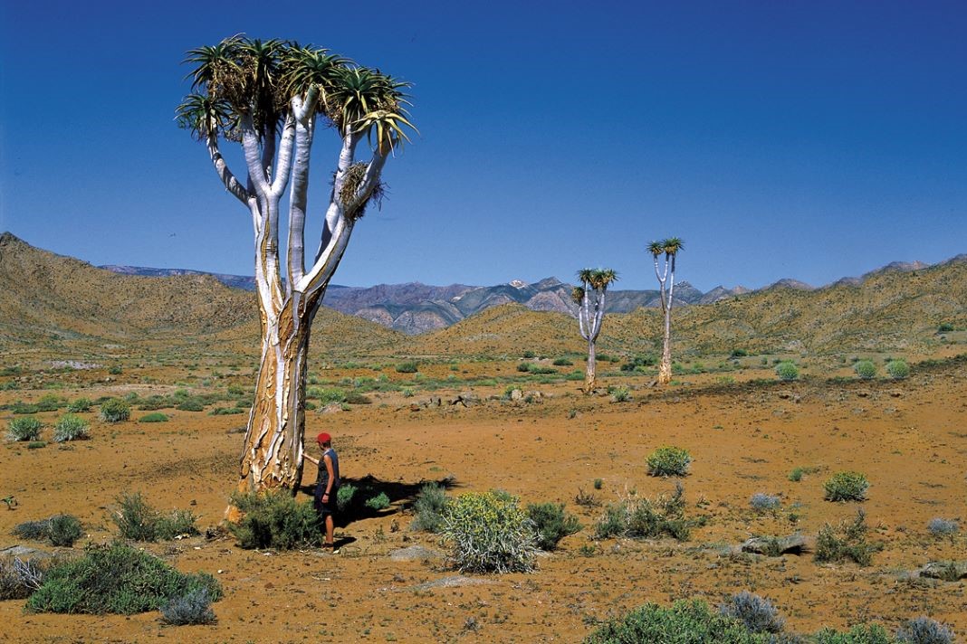 Namaqua District - Northern Cape - Nature