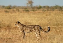 The Free State Province is open for business and investment