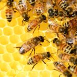 Bees – Honeycomb – Image by PollyDot from Pixabay
