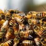 Honey Bees – Image by PollyDot from Pixabay