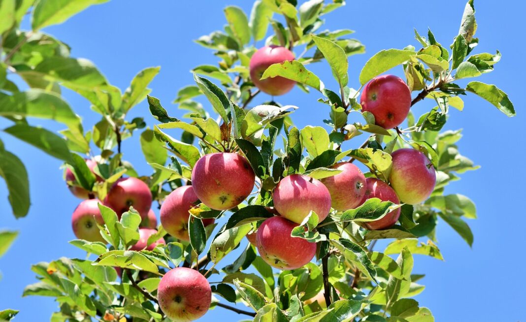 Apples - apple tree - branch - fruit - Image by Ralph from Pixabay