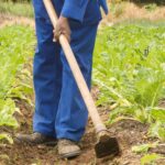 Farming (Brand SA Media Library)
