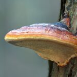 Reishi Mushroom – Image by Michael Reichelt from Pixabay