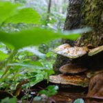 Reishi Mushrooms – Natural Image by Tim_Huang from Pixabay