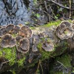 Turkey-Tail Mushrooms Image by Ian Lindsay from Pixabay