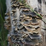 Turkey-Tail Mushrooms – forest Image by Rebecca L from Pixabay