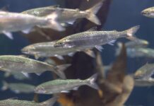 Port Nolloth onshore salmon farming project