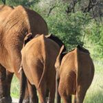 Elephants in Willem Pretorius Game ReserveWillem Pretorius Game Reserve – media gallery