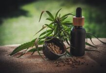 Hemp and Cannabis beneficiation programme opens new opportunities for Eastern Cape enterprises